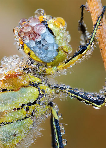  Dragonfly Covered in Dew bởi Martin Amm
