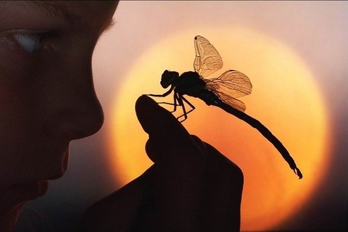  Dragonfly Sunset