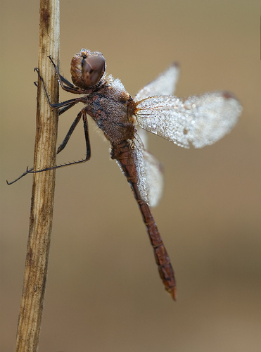 Dragonfly with Dew II by Martin Amm