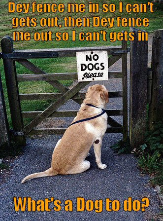  Funny Dog :)
