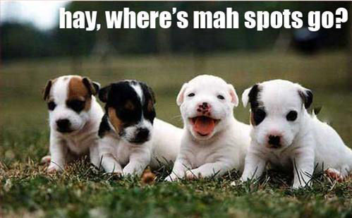  Funny puppy !