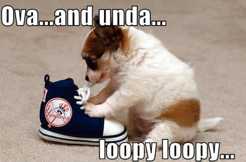 Funny Puppy !