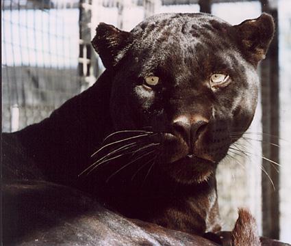  Old Black 豹, 黑豹 pic