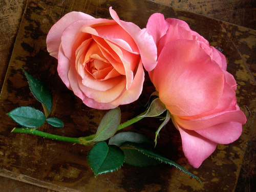  rosa rose