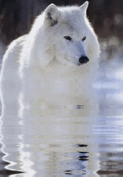  White serigala, wolf Animated