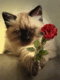  A Rose For Rachel <3