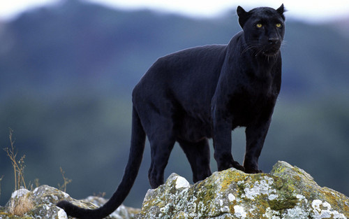  Black pantera, panther