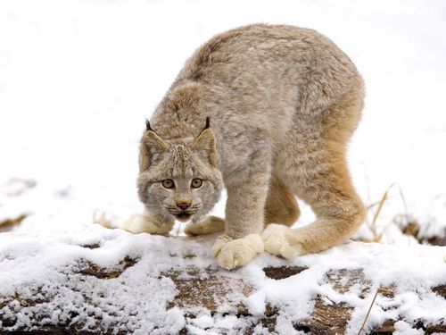  Canadian Lynx