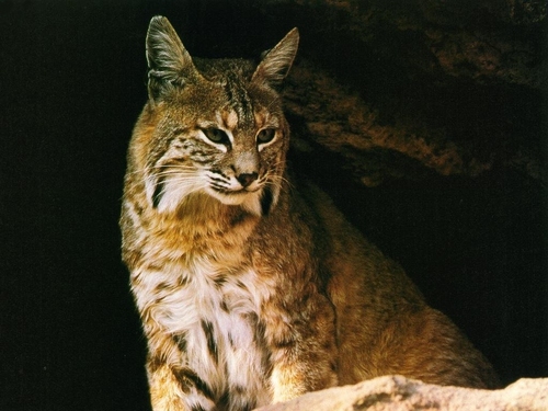  Canadian Lynx