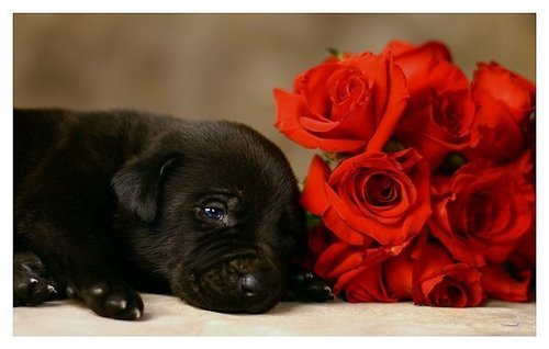 Dogs with Roses 