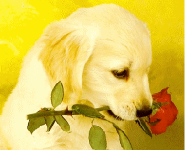  Dogs with Roses