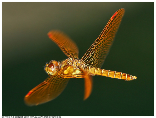  Eastern Amberwing Dragonfly