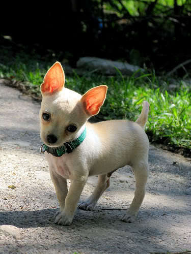  প্রণয় Chihuahuas