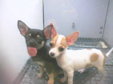  pag-ibig Chihuahuas