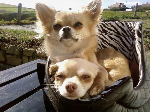  cinta Chihuahuas