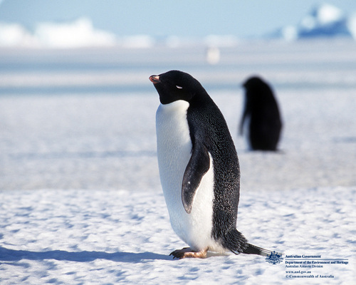 pinguin, penguin