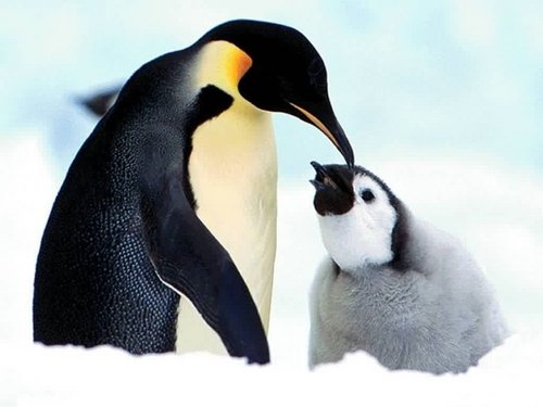 manchot, pingouin
