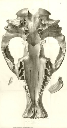  The Zoology of the Voyage of H.M.S. beagle