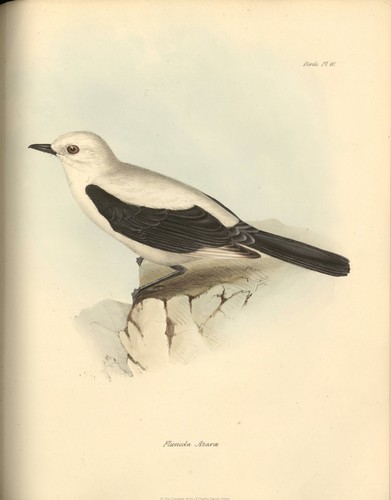 The Zoology of the Voyage of H.M.S. শিকারী কুকুর