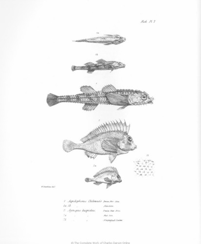  The Zoology of the Voyage of H.M.S. brak, beagle