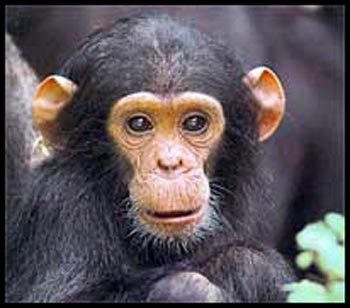  chimpanzee