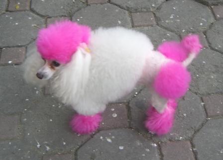  ピンク poodle