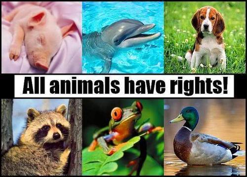 Rechte für Tiere