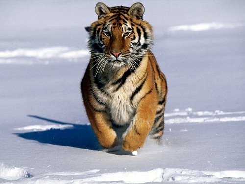  Tigers