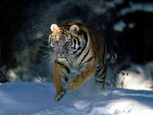 mga tigre