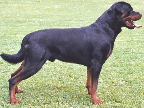  Beautiful 罗威, rottweiler, 罗威纳犬