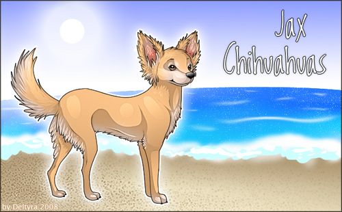  Chihuahuas
