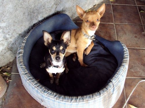  Cute Chihuahuas
