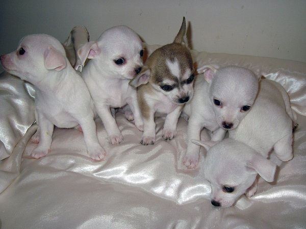 Cute Chihuahuas