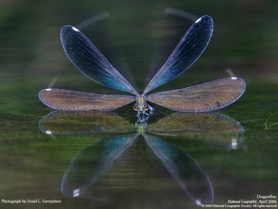  Dragonflies