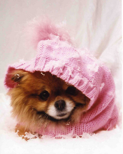 Pomeranian Hoodie ^^