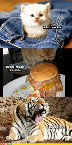  随意 LOLcats