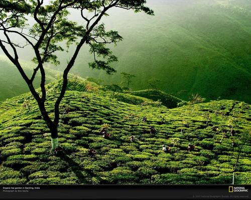 tè Garden, India