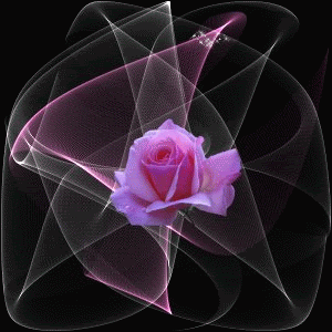  A Beautiful Rose For A Beautiful Friend <3