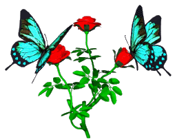  तितलियों And गुलाब