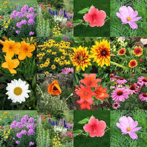  फूल collage