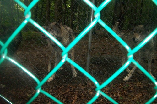 real timber wolves