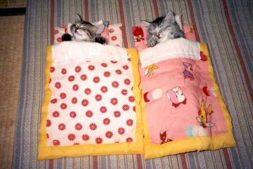  sleeping bags
