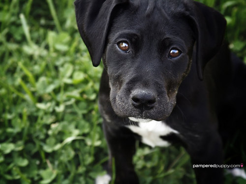 Black Labrador Retriever puppy.
