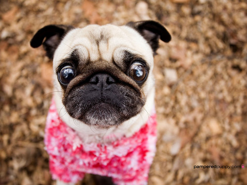  Curious pug in pink.