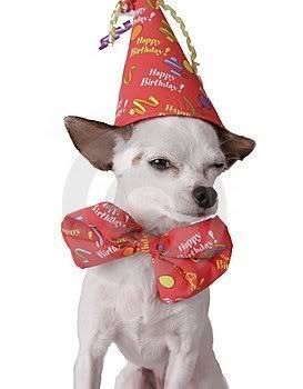  Party chihuahua