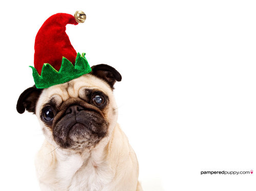 Pug in an elf hat.