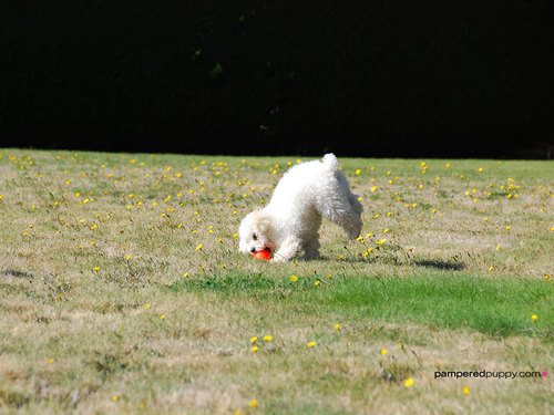  Toy poodle playing fetch.