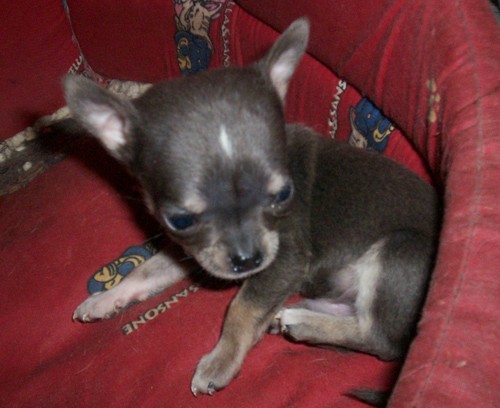 ♥ Chihuahua ♥ 