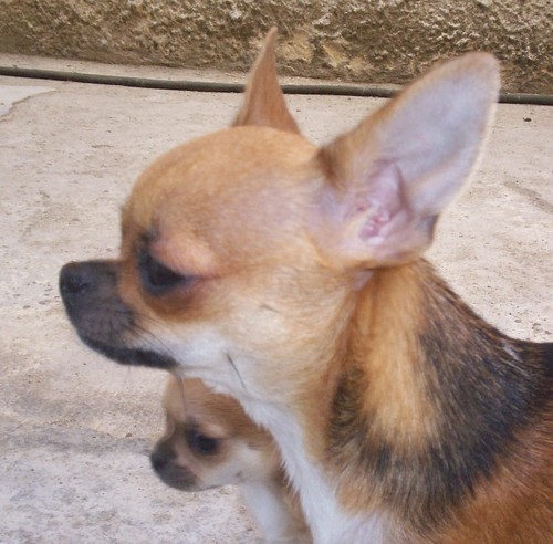 ♥ Chihuahua ♥ 