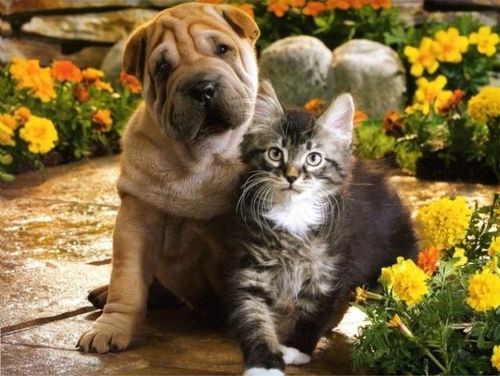  Anjing and Kucing